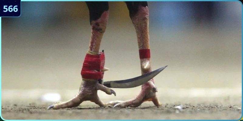 Giá trị thực thụ từ nhà cái