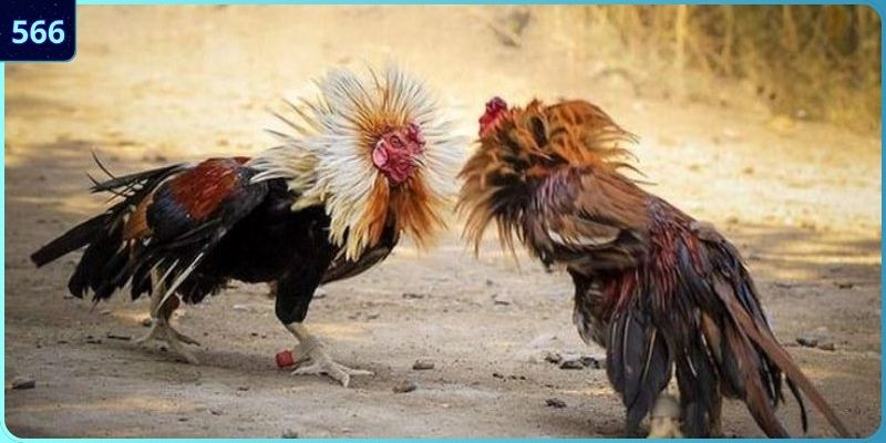 Nguồn cập nhật đá gà Campuchia hôm nay chuẩn nhất